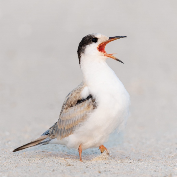 Common-Tern-2400-juvenile-begging-Judy-Step-_O7A0083-Nickerson-Beach-Park-LI-NY-Enhanced-NR