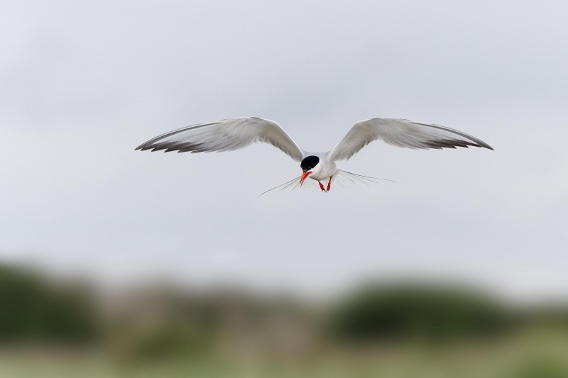 Common-Tern-3200-Judy-_O7A0181