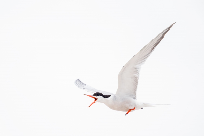 Common-Tern-3200-adult-screaming-in-fligth-Monte-brown-_A939711-Nickerson-Beach-Park-LI-NY-Enhanced-NR