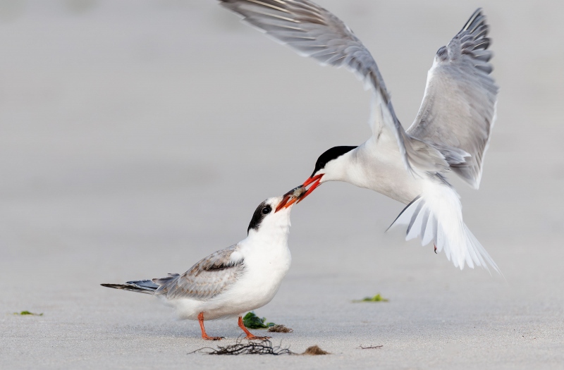 Common-Tern-3200-feeding-fledgling-Judy-Step-_O7A6718-Enhanced-NR