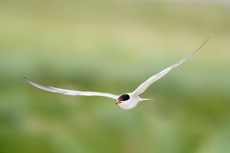 Common-Tern-3200-in-flight-MONTE-BROWN-_A936554-Nickerson-Beach-Park-LI-NY-Enhanced-NR