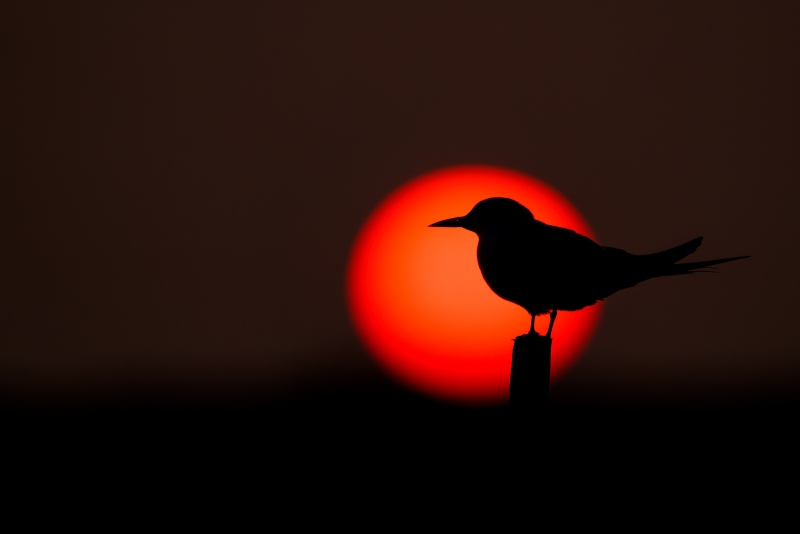 Common-Tern-3200-in-sunball-_A1G2021-Nickerson-Beach-Park-LI-NY-Enhanced-NR