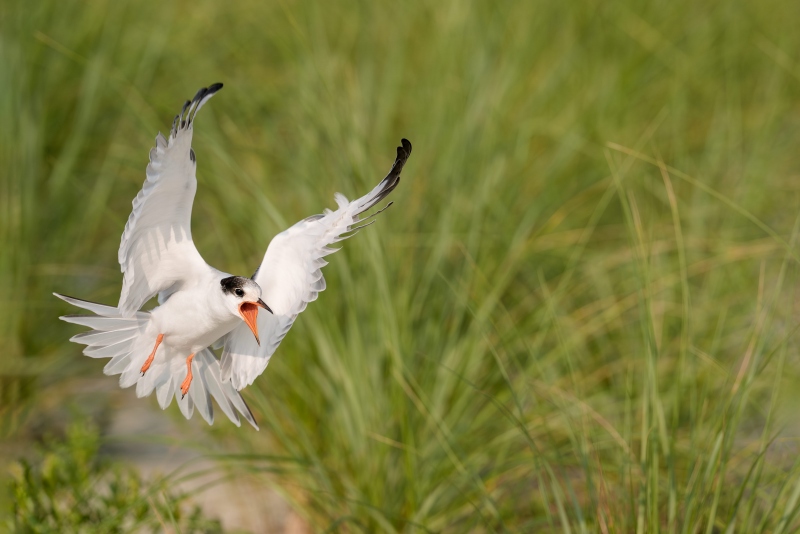 Common-Tern-3200-juvenile-braking-to-land-Monte-Brown-_A933224Nickerson-Beach-Enhanced-NR