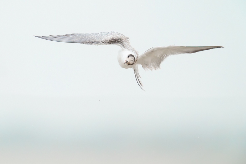 Common-Tern-3200-juvenile-shaking-in-midair-_A931607-Nickerson-Beach-Park-LI-NY-Enhanced-NR