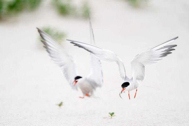 Common-Terns-3200-two-landing-_A935543-Nickerson-Beach-Park-LI-NY-Enhanced-NR
