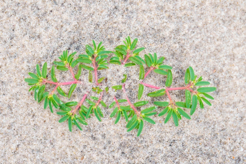 Euphorbia-Polygonifolia-3200-Seaside-Sandmat-_A1G3015-Nickerson-Beach-Park-LI-NY-Enhanced-NR