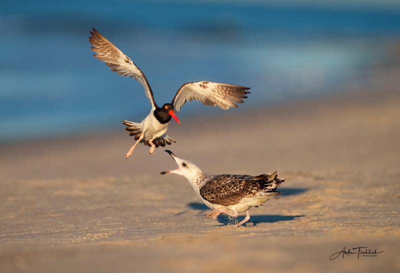 GBBG-vs-Oystercatcher_copyright-Anke-Frohlich