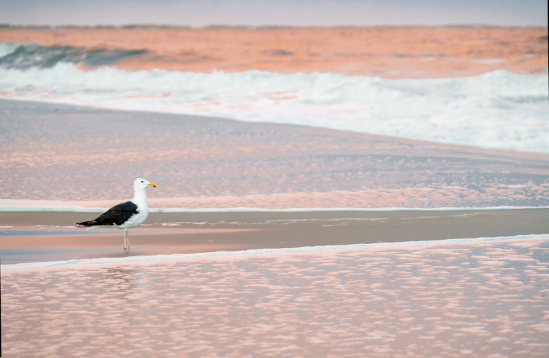 Great-Black-backed-Gull-3200-on-berm-after-storm-_A1G0459-Nickerson-Beach-Park-LI-NY-Enhanced-NR