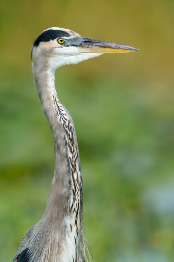 Great-Blue-Heron-3200-CLEANED-UP-in-marsh-head-and-neck-portrait-ORIG-_DSC0148-Indian-Lake-Estates-FL-33855-Enhanced-NR