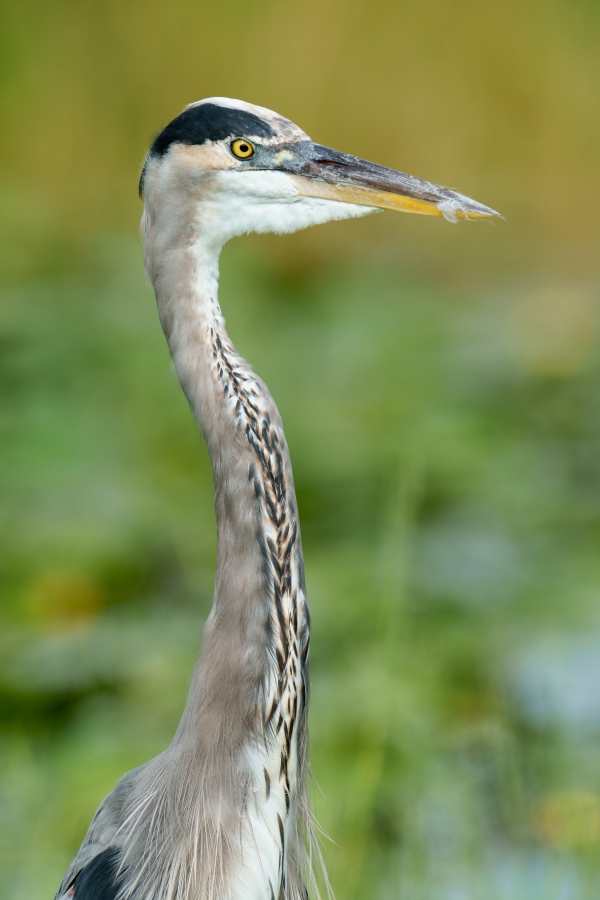 Great-Blue-Heron-3200-f11-in-marsh-head-and-neck-portrait-ORIG-_DSC0148-Indian-Lake-Estates-FL-33855-Enhanced-NR