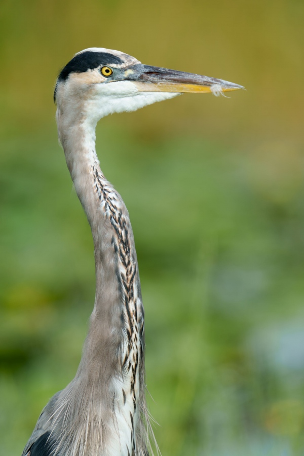 Great-Blue-Heron-3200-in-marsh-head-and-neck-portrait-ORIG-_DSC0148-Indian-Lake-Estates-FL-33855-Enhanced-NR