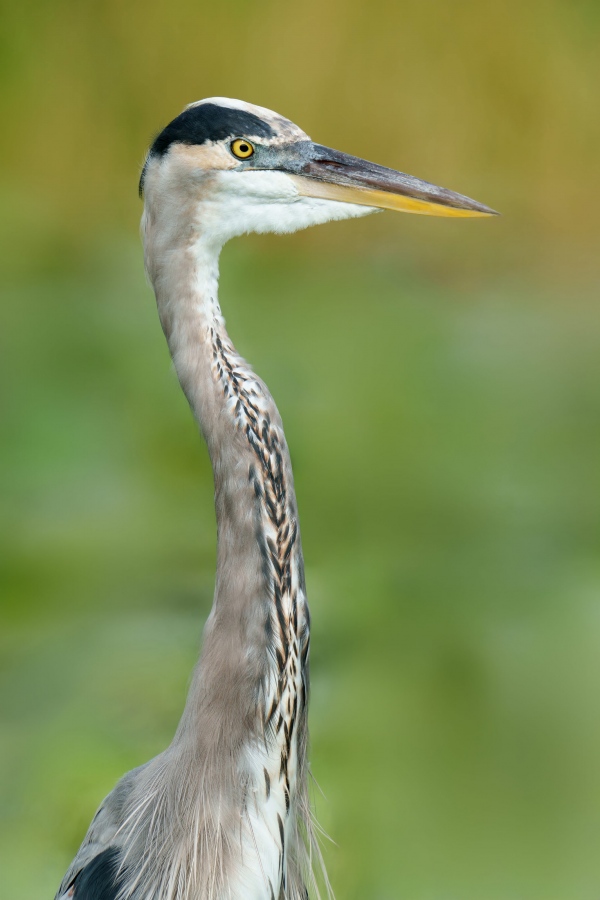 Great-Blue-Heron-f11-CLEANED-UP-3200-f11-in-marsh-head-and-neck-portrait-ORIG-_DSC0148-Indian-Lake-Estates-FL-33855-Enhanced-NR-copy