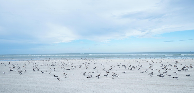 Laughing-Gulls-and-Royal-Terns-3200-on-beach-_A1G5603-Huguenot-Memorial-Park-Jacksonville-FL-Enhanced-NR