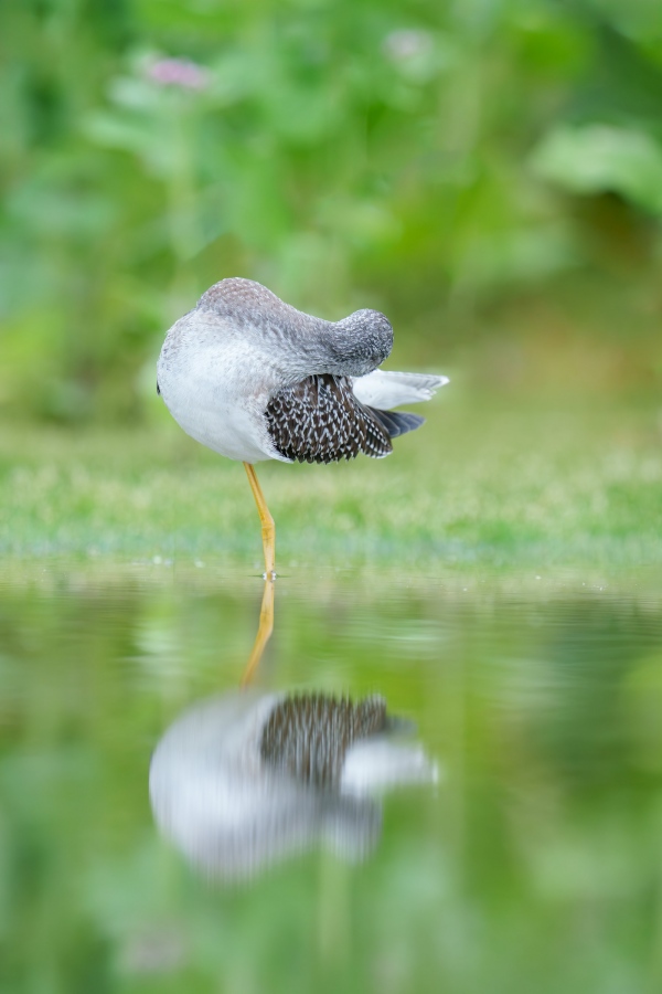 Lesser-Yellowlegs-3200-juvenile-preening-_A1G6482-East-Pond-Jamaica-Bay-Wildlife-Refuge-Queens-NY-Enhanced-NR