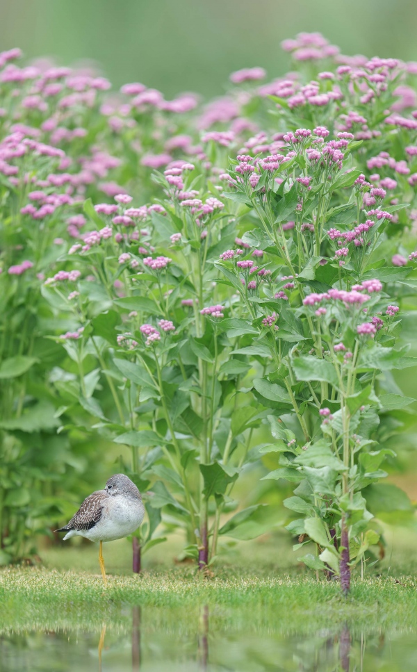 Lesser-Yellowlegs-3200-resting-byy-saltmarsh-fleabane-_A1G2860-East-Pond-Jamaica-Bay-Wildlife-Refuge-Queens-NY-Enhanced-NR