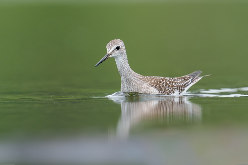 Lesser-Yellowlegs-3200-worn-juvenal-plumage-swimming-_A1G5470-East-Pond-Jamaica-Bay-Wildlife-Refuge-Queens-NY-Enhanced-NR