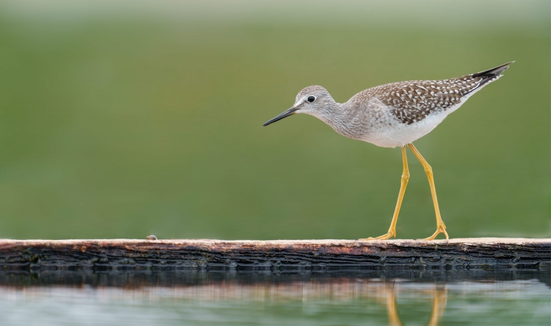 Lesser-Yellowlegs-3200-worn-juvenile-plumage-on-timber-with-snail-_A1G5807-East-Pond-Jamaica-Bay-Wildlife-Refuge-Queens-NY-Enhanced-NR