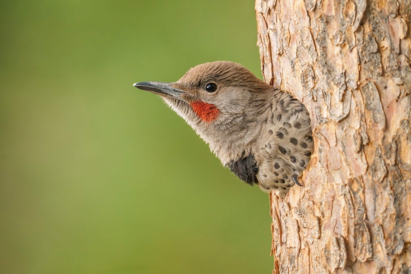 Northern-Flicker-3200-unfledged-juvenile-in-cavity-nest-_A1G4909-Evergreen-CO-Enhanced-NR