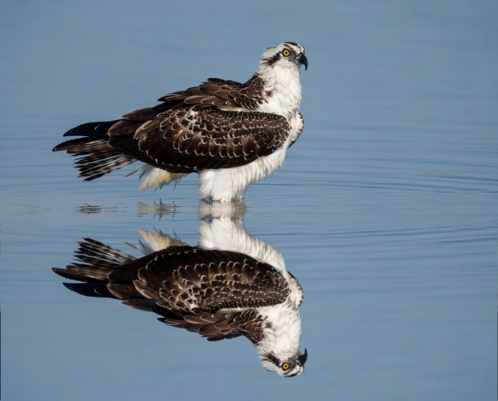 Osprey-3200-juvenile-with-reflection-_A1G7920-Indian-Lake-Estates-FL-Enhanced-NR