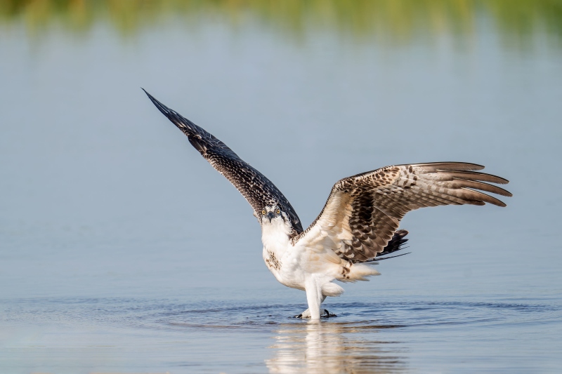 Osprey-3200-juvenile-with-wings-raised-_A932890-Indian-Lake-Estates-FL-Enhanced-NR