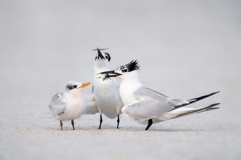 Sandwhich-Tern-feeding-3200-chick-_A1G2221-Huguenot-Memorial-Park-Jacksonville-FL-Enhanced-NR