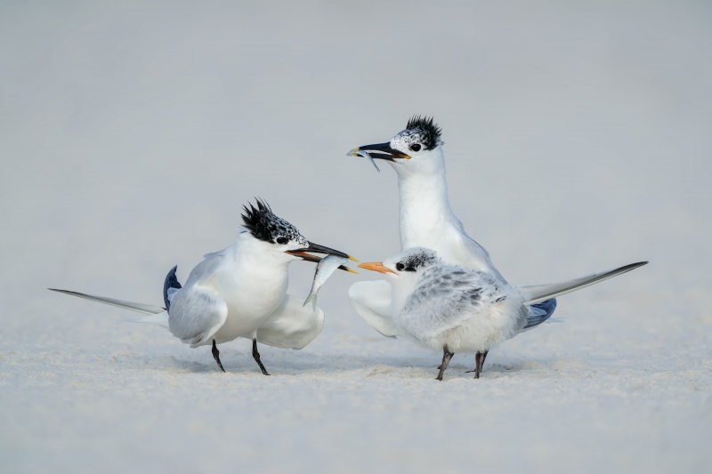 Sandwhich-Terns-3200-feeding-9-chick-_A1G6050-Huguenot-Memorial-Park-Jacksonville-Florida-Enhanced-NR