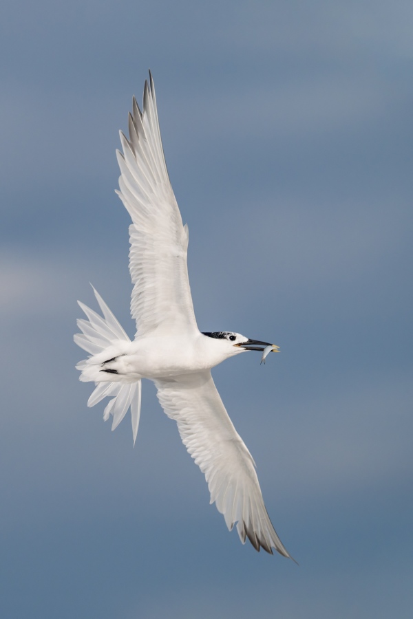 Sandwich-Tern-3200-with-fish-for-chick-_A936182-Huguenot-Memorial-Park-Jacksonville-FL