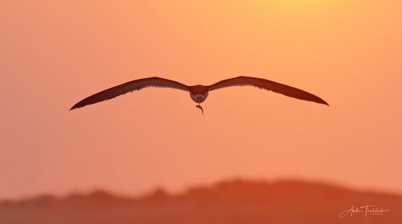 Adult Skimmer at Sunrise with Killifish