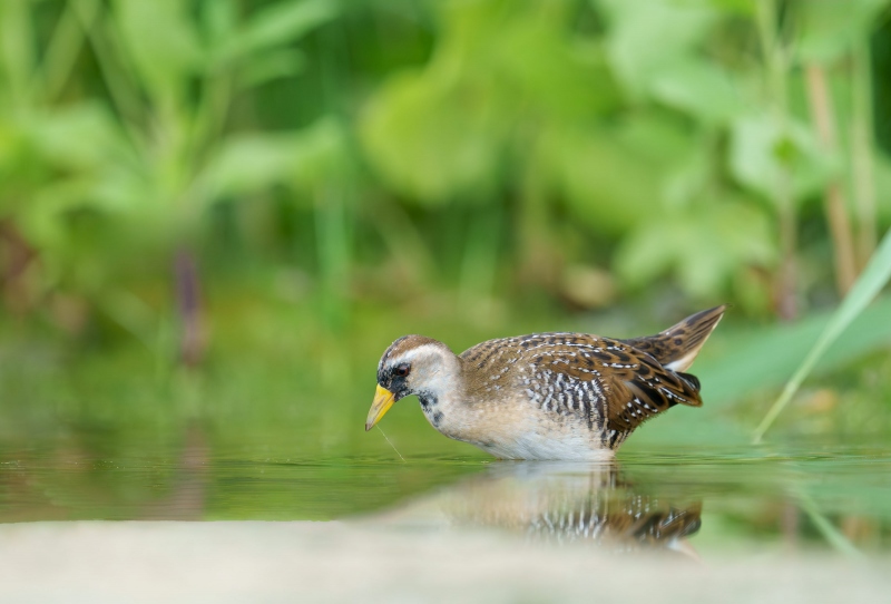 Sora-3200-in-small-pond-_A1G6438-East-Pond-Jamaica-Bay-Wildlife-Refuge-Queens-NY-Enhanced-NR