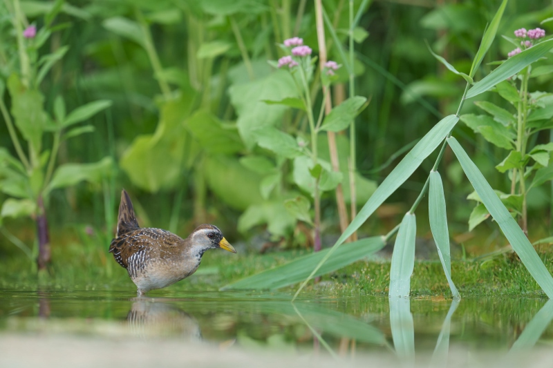 Sora-3200-on-edge-of-small-pond-_A1G6409-East-Pond-Jamaica-Bay-Wildlife-Refuge-Queens-NY-Enhanced-NR