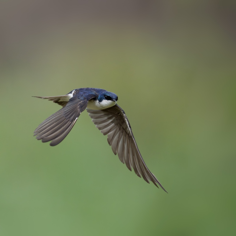Tree-Swallow-3200-male-flight-downstroke-_A937398-Evergreen-CO-Enhanced-NR