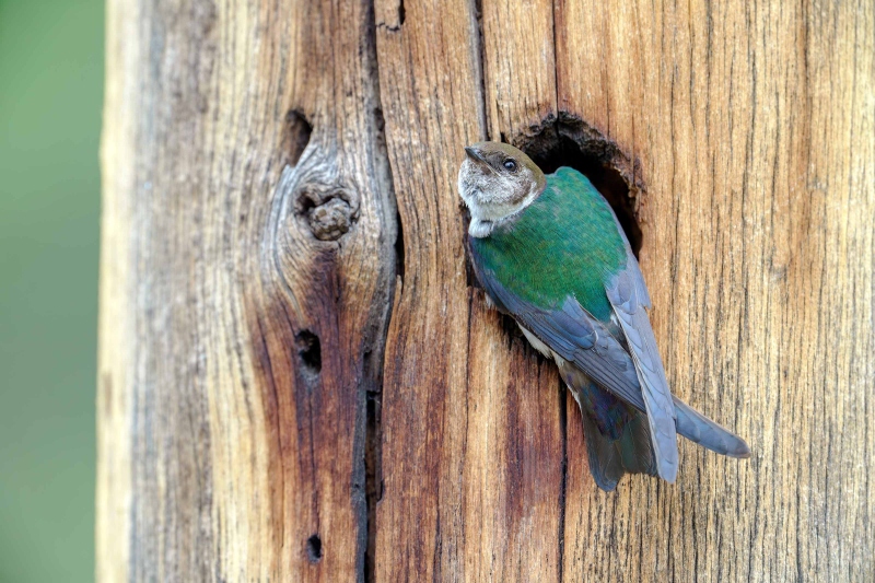 Violet-green-Swallow-3200-female-at-nest-hole-_A1G6849-Evergreen-CO-Enhanced-NR