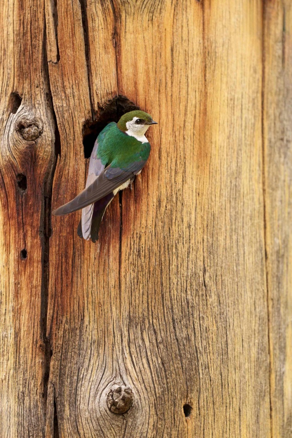 Violet-green-Swallow-3200-male-at-nest-hole-_A1G3339-Evergreen-CO-Enhanced-NR
