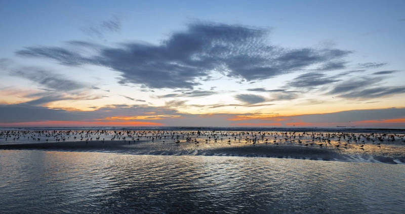 gulls-terns-and-pelicans-3200-on-beach-at-sunset-_A1G1762-Huguenot-Memorial-Park-Jacksonville-FL-Enhanced-NR