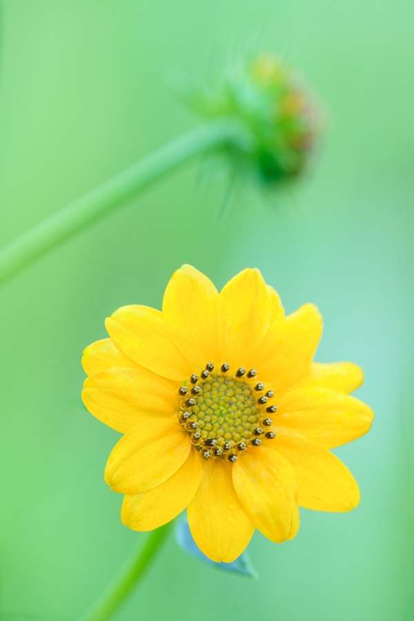 small-sunflower-3200-blossom-and-bud-_A1G7058-Indian-Lake-Estates-FL-Enhanced-NR
