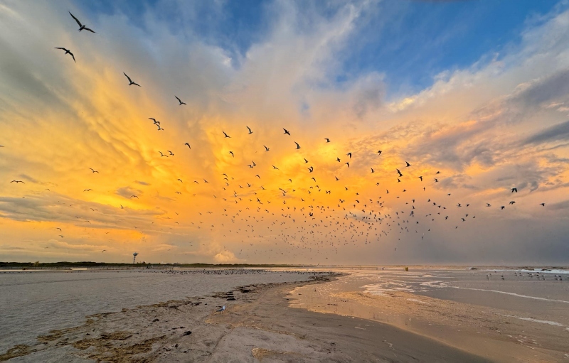 tern-blastoff-19-AUG-Nickerson-Beach-IMG_0190