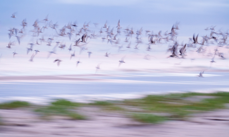 tern-skimmer-blastoff-blur-3200-_A1G0615-Nickerson-Beach-Park-LI-NY-Enhanced-NR