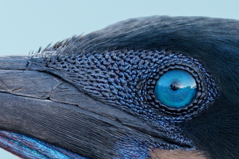 100-pct-crop-Brandts-Cormorant-breeding-plumage-male-head-portrait-_DSC5095-La-Jolla-CA-Enhanced-NR