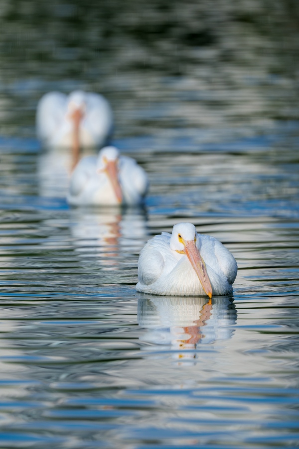 1_American-White-Pelican-3200-squadron-floating-_DSC8336-Lakeland-FL-Enhanced-NR