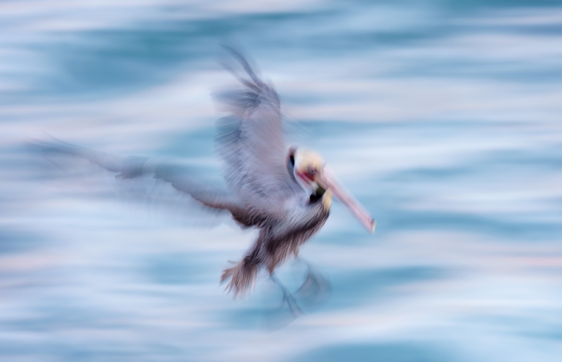 1_Brown-Pelican-Pacific-race-braking-to-land-blur-_DSC9401-La-Jolla-CA-Enhanced-NR