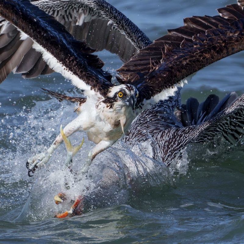 1_Brown-Pelican-TIGHT-SQUARE-Grabbing-menhaden-from-Osprey-Bob-Eastman-_DSC9410Sebastian-Florida-Enhanced-NR