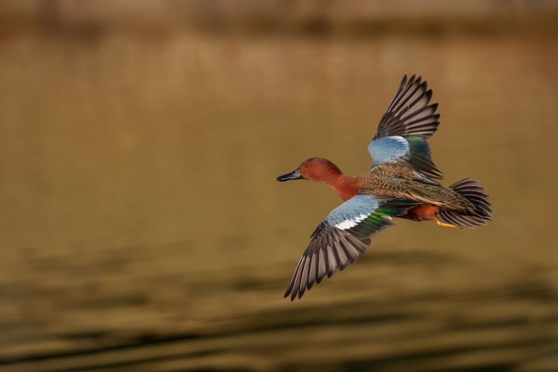 1_Cinnamon-Teal-3200-drake-flying-away-top-shot-_DSC0317-San-Diego-California-Enhanced-NR