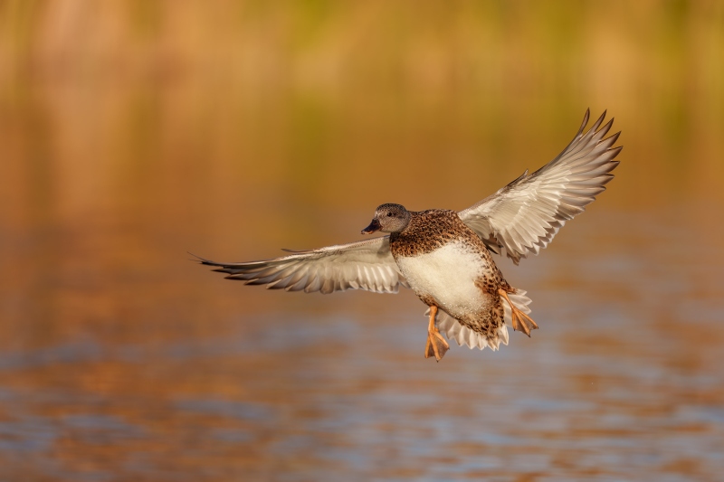 1_Gadwall-3200-hen-on-final-approach-_DSC7043-Santee-Lakes-Regional-Prevserve-Santee-CA-Enhanced-NR