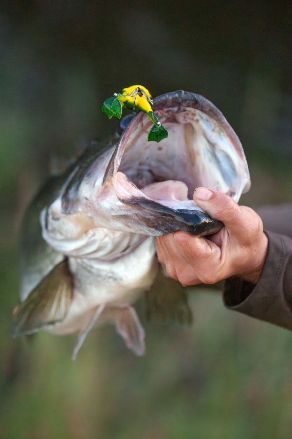 1_Largemouth-Bass-3200-hula-popper-frog-lure-_DSC1828-Indian-Lake-Estates-FL.XMP_