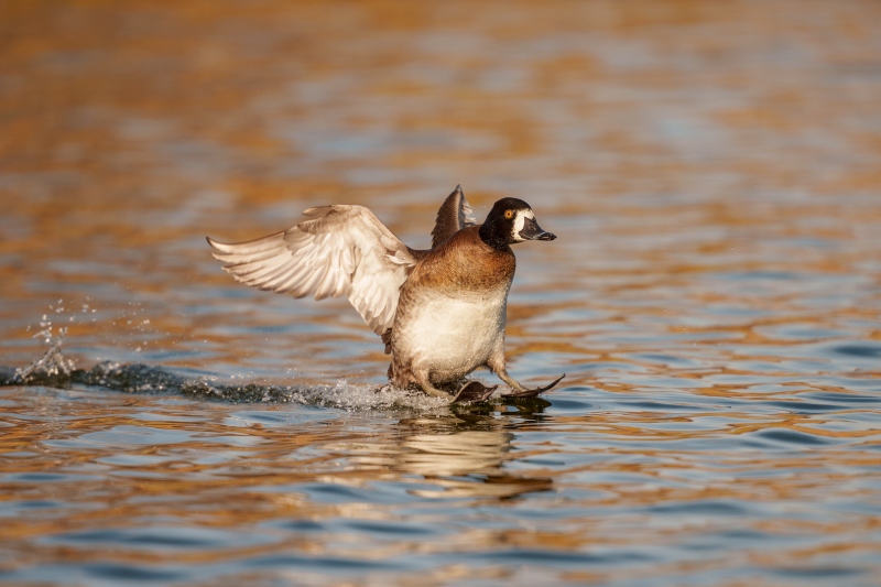 1_Lesser-Scaup-3200-hen-touching-down-_DSC6333-Santee-Lakes-Regional-Prevserve-Santee-CA-Enhanced-NR