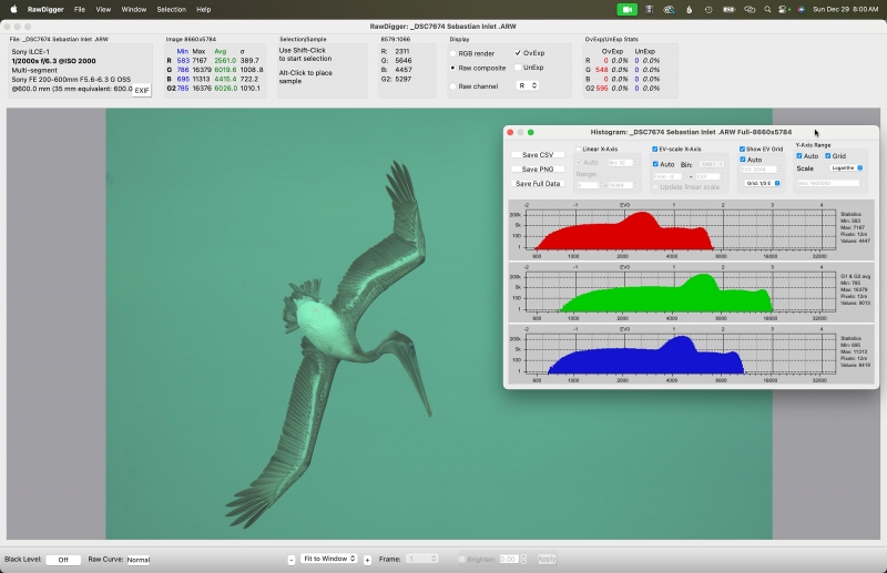 1_RawDig-Bob-pelican-green