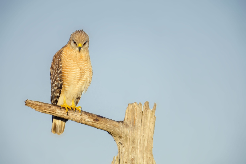 1_Red-shouldered-Hawk-3200-perched-_DSC1781-Indian-Lake-Estates-FL-Enhanced-NR