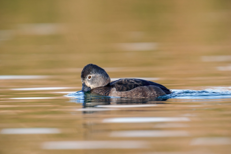 1_Ring-necked-Duck-3200-hen-sipping-_DSC7993-Santee-Lakes-Regional-Prevserve-Santee-CA-Enhanced-NR