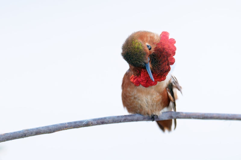 Allens-Hummingbird-3200-A-scratching-_DSC9148-La-Jolla-CA-Enhanced-NR