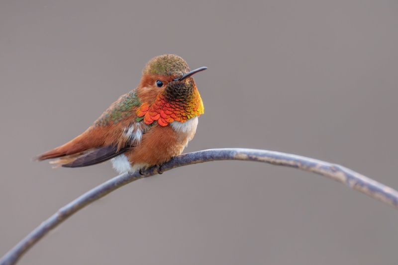 Allens-Hummingbird-3200-male-_DSC8895-La-Jolla-CA-Enhanced-NR